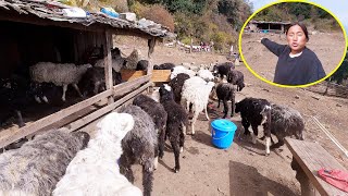 Numbers of sheep are growing II Shephards life in Nepal@AloneAdhirajnepal @Manjitamrnati