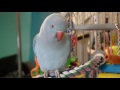 baby indian ringneck talking u0026 being cute