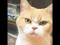 Don't Even Try To Stop This Cat's Permanently Angry Stare