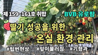 딸기 성공을 위한 온실 환경관리 _BVB유로팜 딸기 College 제 159~161호 취합