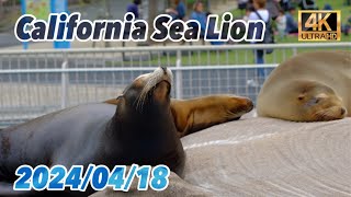 カリフォルニアアシカ ( California Sea Lion ) 【東山動物園】 2024/04/18 木曜日