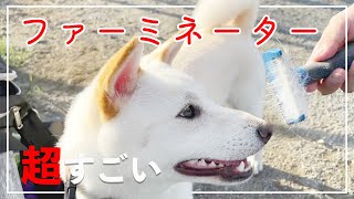 柴犬のブラッシングにファーミネーターを使ったら超感動！！　Impressed if you use a ferminator for brushing Shiba Inu