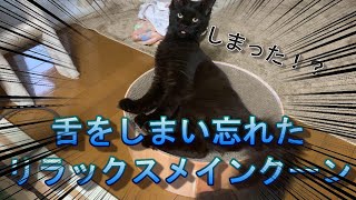 リラックスして舌をしまい忘れる黒猫メインクーン