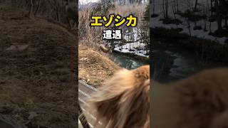 【衝撃】北海道でエゾシカに遭遇！#shorts #北海道 #衝撃