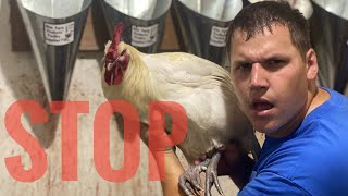 Do not butcher your American Bresse chickens without doing this first