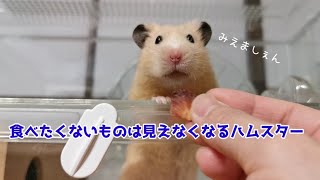 食べたくない物は突然見えなくなるハムスターごんちゃん Gon can't see what he doesn't want to eat. ☆ English subtitles hamster