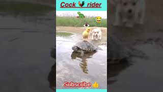 Funny animals videos compilation 😂😂#shorts #cat #dog #pets #viral #puppy