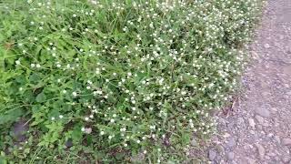 Flowering alternanthera sessilis/sissoo spinach/sessile joyweed /dwarf copperleaf,