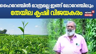 Thodupuzha Tea Farming | ഹൈറേഞ്ചിൽ മാത്രമല്ല ഇങ്ങ് ലോറേഞ്ചിലും തേയില കൃഷി വിജയകരം | Green Tea