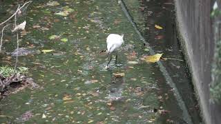 小白鷺(Little Egret)，用腳攪動水找食物。