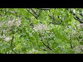 【一分動画】　🌳花シリーズ　センダン　栴檀 chinaberry（センダン科）🌷