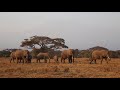 INCREDIBLE ELEPHANT OF AMBOSELI [KILIMANJARO DOCUMENTRY]