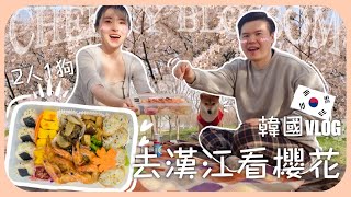 [韓國vlog]一小時完成的春日賞櫻便當!!閒聊の南叔教你溝女撩仔速成方法😂