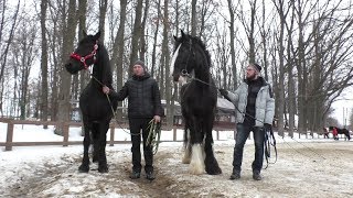 Чорна перлина та наймогутніший кінь з'явилися в екопарку