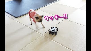 愛犬とラジコンで遊んでみたらオモロすぎて腹痛かったwwパグ犬ぷぅPug