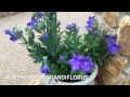 Platycodon grandiflorus. Garden Center online Costa Brava - Girona.