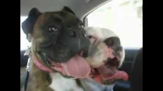 Boxers panting in sync