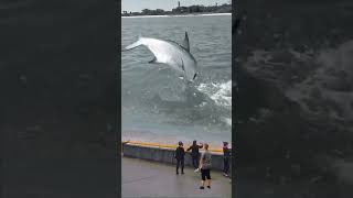 Look! A carp suddenly appeared on the river surface and jumped out of the water. Is this the leg