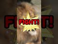 lion vs. grizzly bear – ultimate showdown whowouldwin animalbattle grizzlybear lion bear