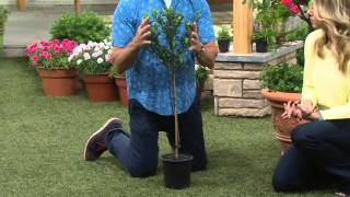 Cottage Farms Double Blooming Gardenia Patio Tree on QVC