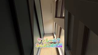 これがサンルーム⁈ #shorts #賃貸 #不動産