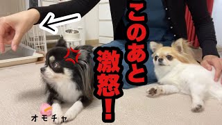 【 チワワ喧嘩】絶対に渡したくないオモチャをこっそり奪ってみたら…