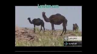 camel abdullah and camel mohammed