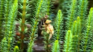 Libelle beim Schlüpfen 2.0