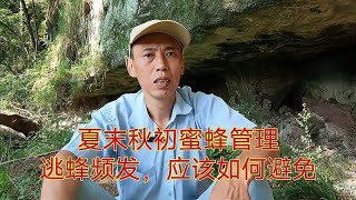 夏末秋初蜜蜂管理要点，什么原因引起逃蜂高发？应该如何避免