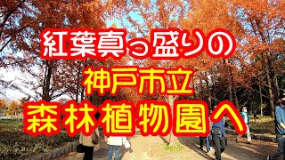 神戸市内の紅葉の名所　紅葉真っ盛りの六甲山の神戸市立森林植物園に行ってきた