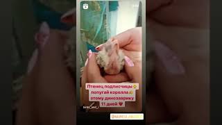 Птенец попугая кореллы❤️ Милый и смешной динозаврик🐤 #shorts