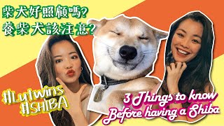 [Shiba] Is A Shiba Inu Right For You? 3 things you need to know before keeping a shiba