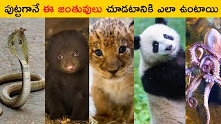 పుట్టగానే ఈ జంతువులు చూడటానికి ఎలా ఉంటాయి 😲 || how animals are when they born || T Facts Telugu ||