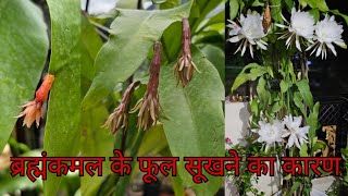 ब्रह्म कमल की कली गिरने का कारण ओर उपाय / Care of Brahmkamal Flowers. #brahmakamal #nature #flower