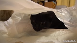 袋が大好きな黒子猫のクロ Bag of love Kuro kitten black【瀬戸の黒猫日記】