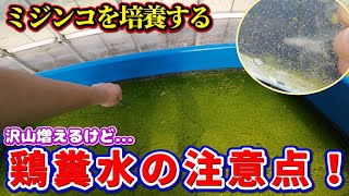 鶏糞水でミジンコ培養！失敗しない、沢山増やす管理方法を紹介します！