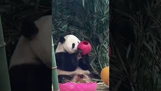 大熊猫萌兰 | 早晨漏食球转窝窝头，超有耐心的么么 #大熊猫 #panda