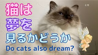 ミカが教えてくれる【猫は夢を見るかどうか】Do cats also dream?（バーマン猫）Birman/Cat