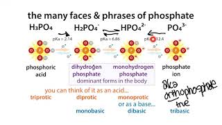 Phosphate forms (names, pKa's, etc.), buffers basics, & intuition