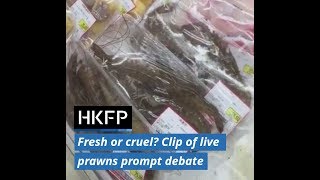 Unnecessary cruelty? Or fresh food? Live prawns in plastic prompt debate