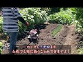 イノシシに狙われるサツマイモ！収穫すべきか？！と　秋野菜の植付け準備