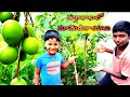 వర్షాకాలంలో మామిడికాయలు||mango||comedy boys||mamidichettu|| mango fruits||viral Myvillagedagadboys