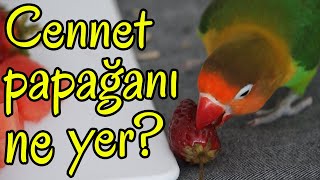 Cennet Papağanı Ne Yer ? Cennet ve Sevda Papağanının Sevdiği Yiyecekler