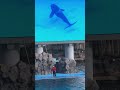 アース君の連続ジャンプ集　名古屋港水族館 shorts