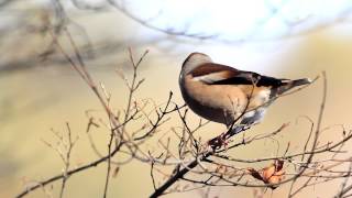 ♪鳥くん野鳥動画（埼玉県）シメ採食Hawfinch