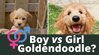 Male vs Female Goldendoodles - Which is better? Boy or Girl Goldendoodle?