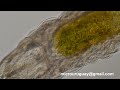 tardigrado oso de agua 2do video tardigrade water bear 2nd video