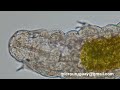 tardigrado oso de agua 2do video tardigrade water bear 2nd video