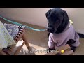 여행 vlog 대형견과 대관령 강릉여행 대형견 동반식당 bts 버스정류장 다녀온 멍뭉이🐾🐕‍🦺