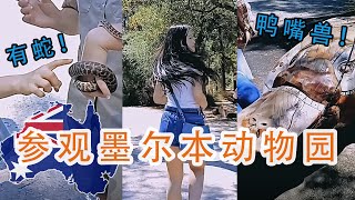 VLOG | 澳洲墨尔本动物园 | Healesville Sanctuary | “迷宫动物园” | 澳洲 | Swinburne大学 | 墨尔本生活 | 三月 2019 2021